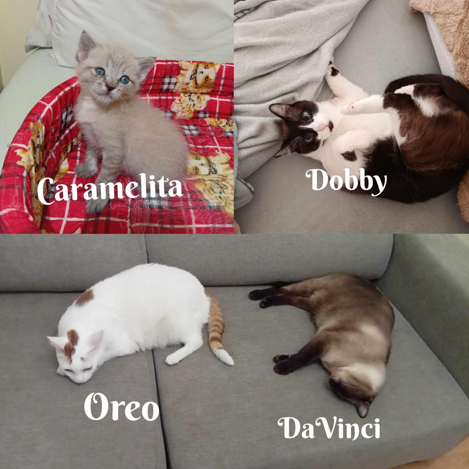(Los nombres están sobre los gatos)