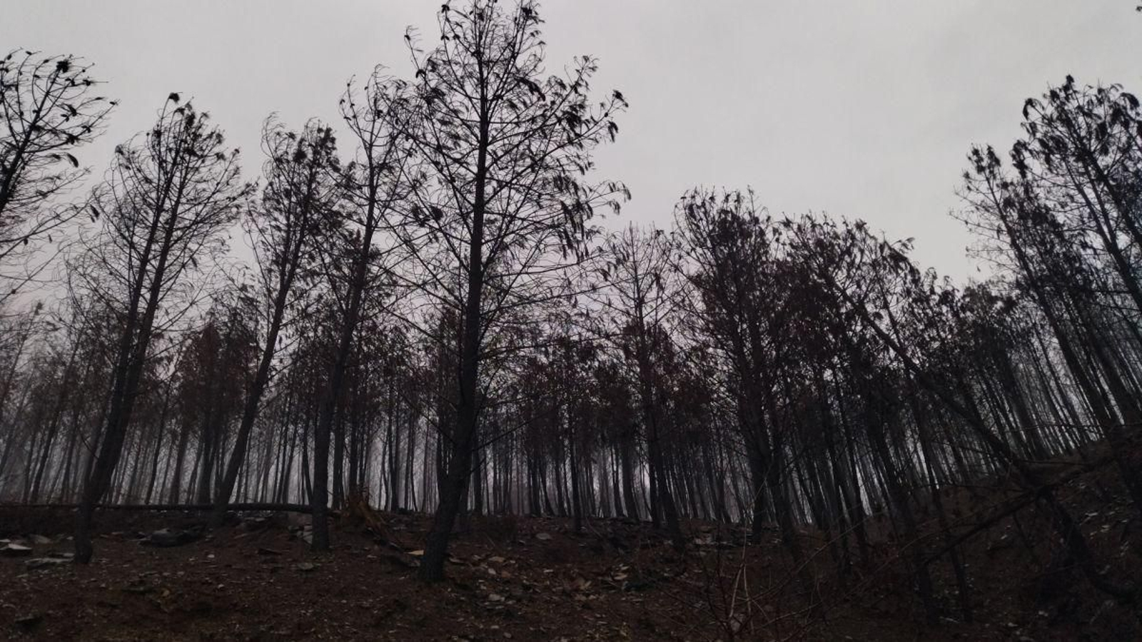 Árboles quemados en un monte de Vilamartín.