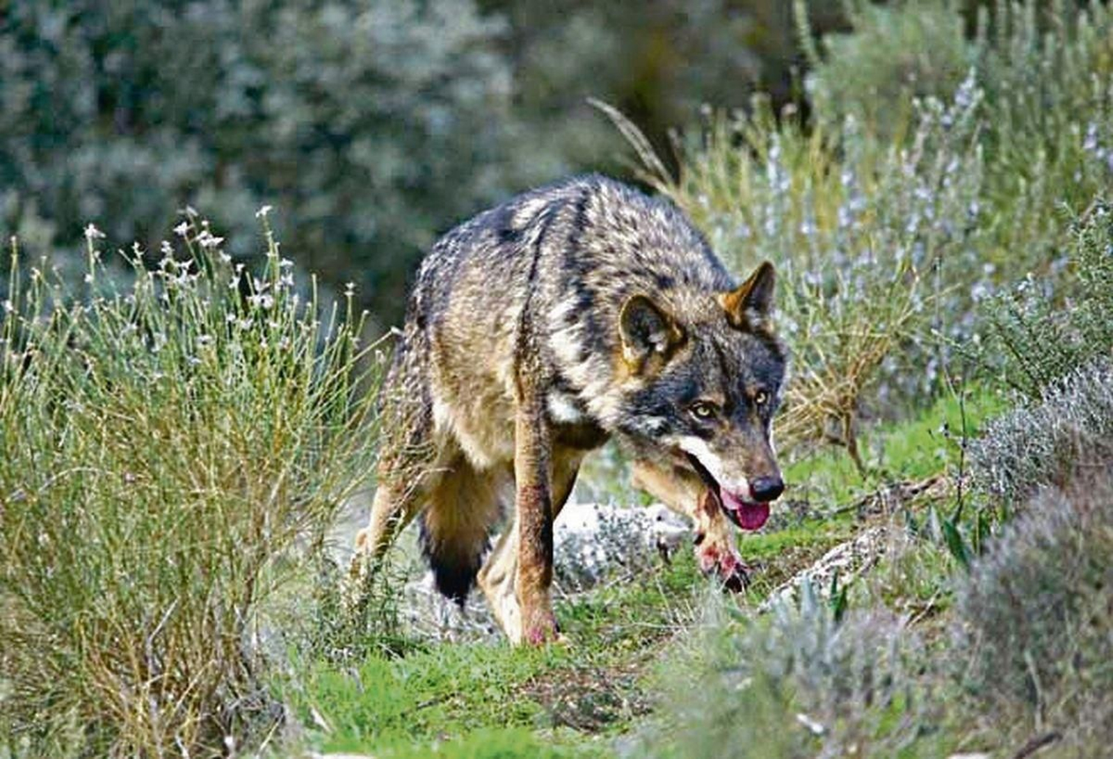 El ministro dice compartir la preocupación de los ganadores por los ataques del lobo.