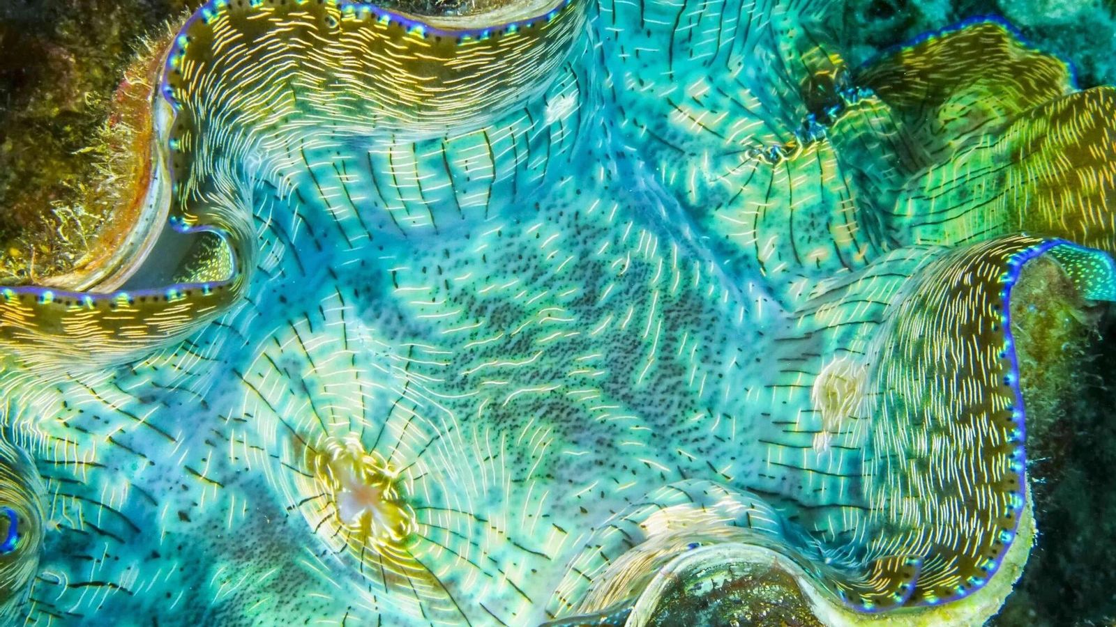 Imágenes finalistas del concurso de fotografía de naturaleza de Stanford