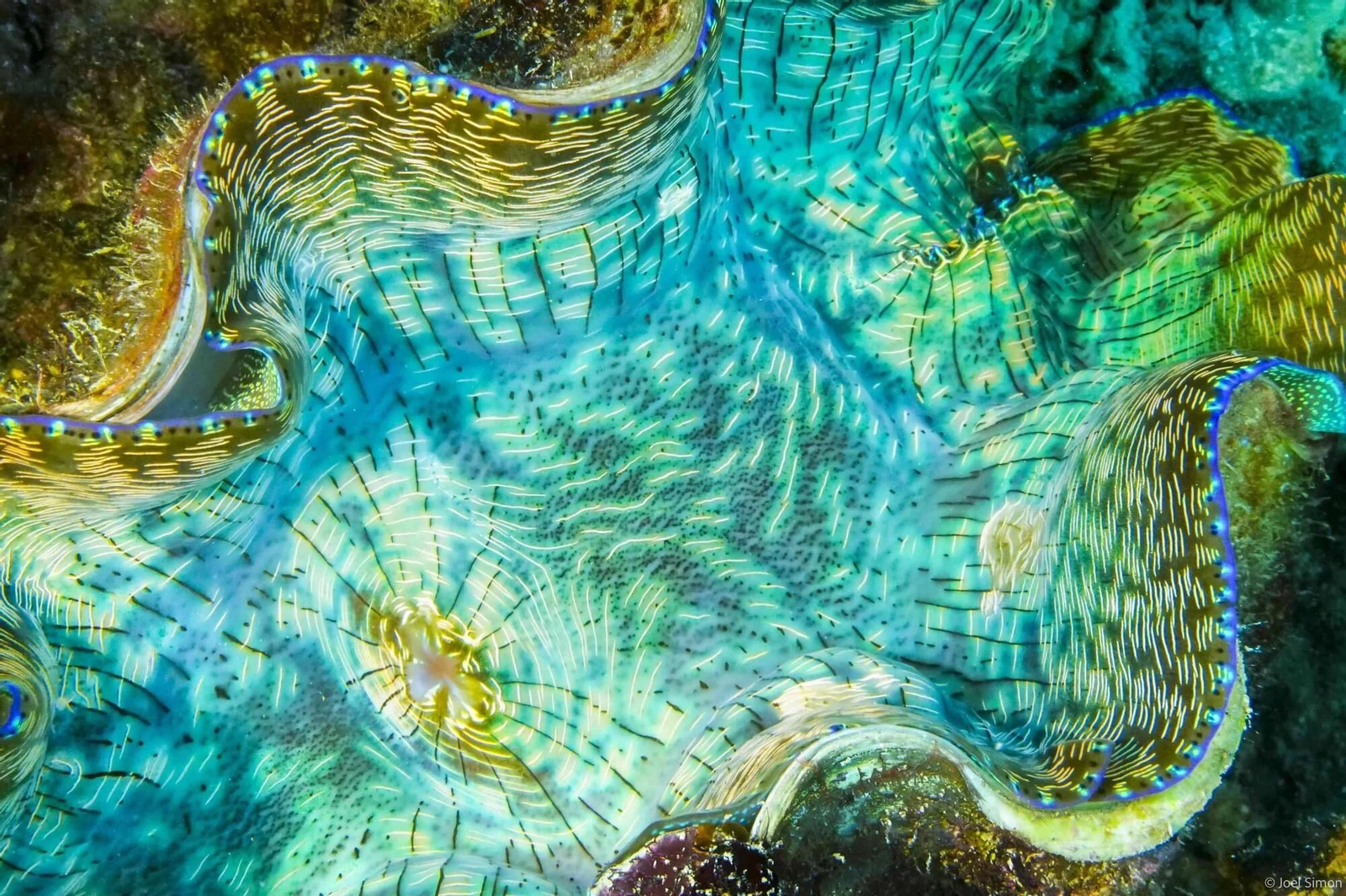 Imágenes finalistas del concurso de fotografía de naturaleza de Stanford