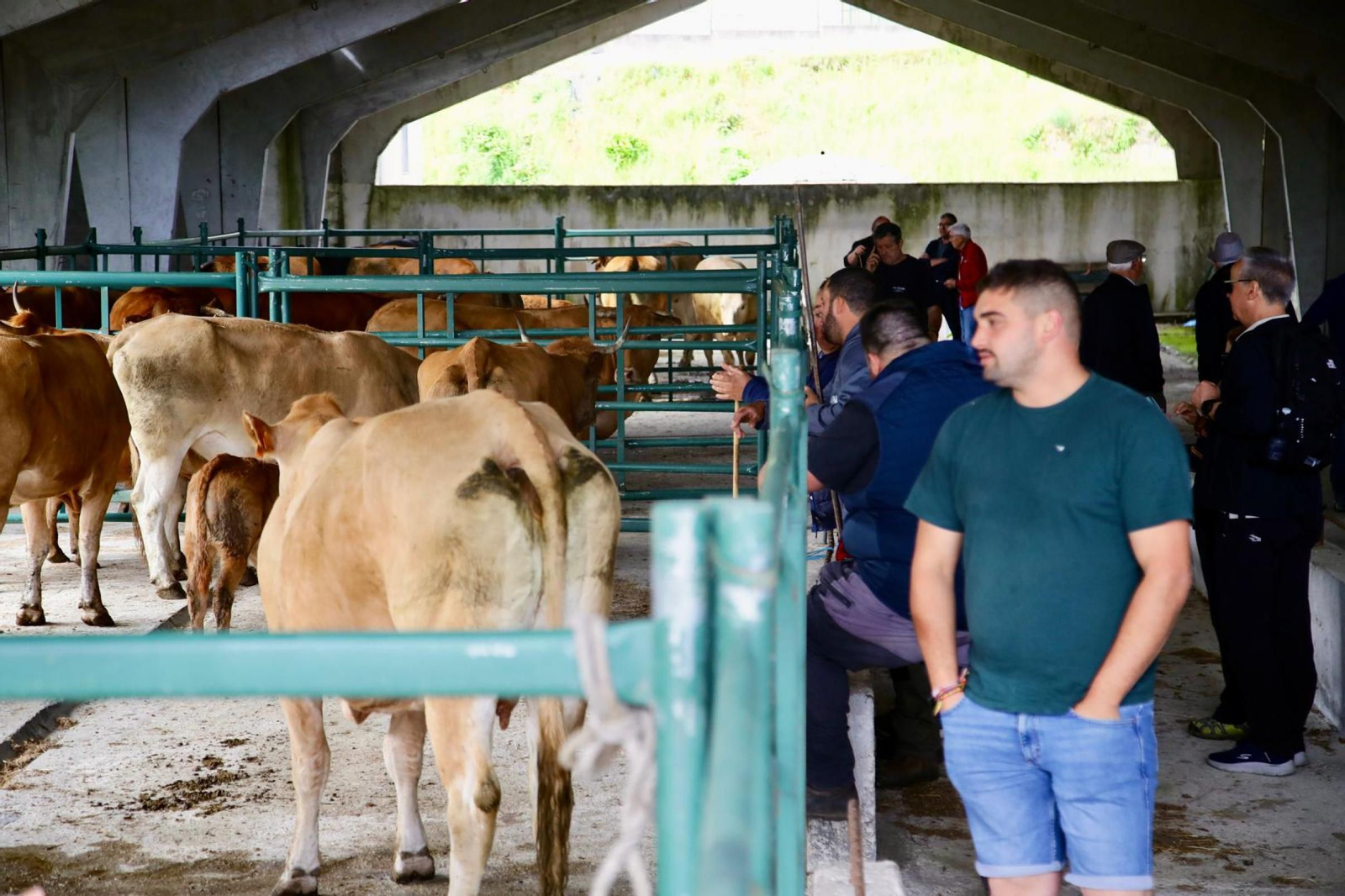 Galería | Ganaderos y tratantes celebran el regreso de la feria de ganado en Castro Caldelas, en fotos