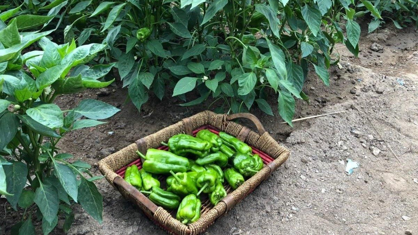 Los pimientos de Arnoia.