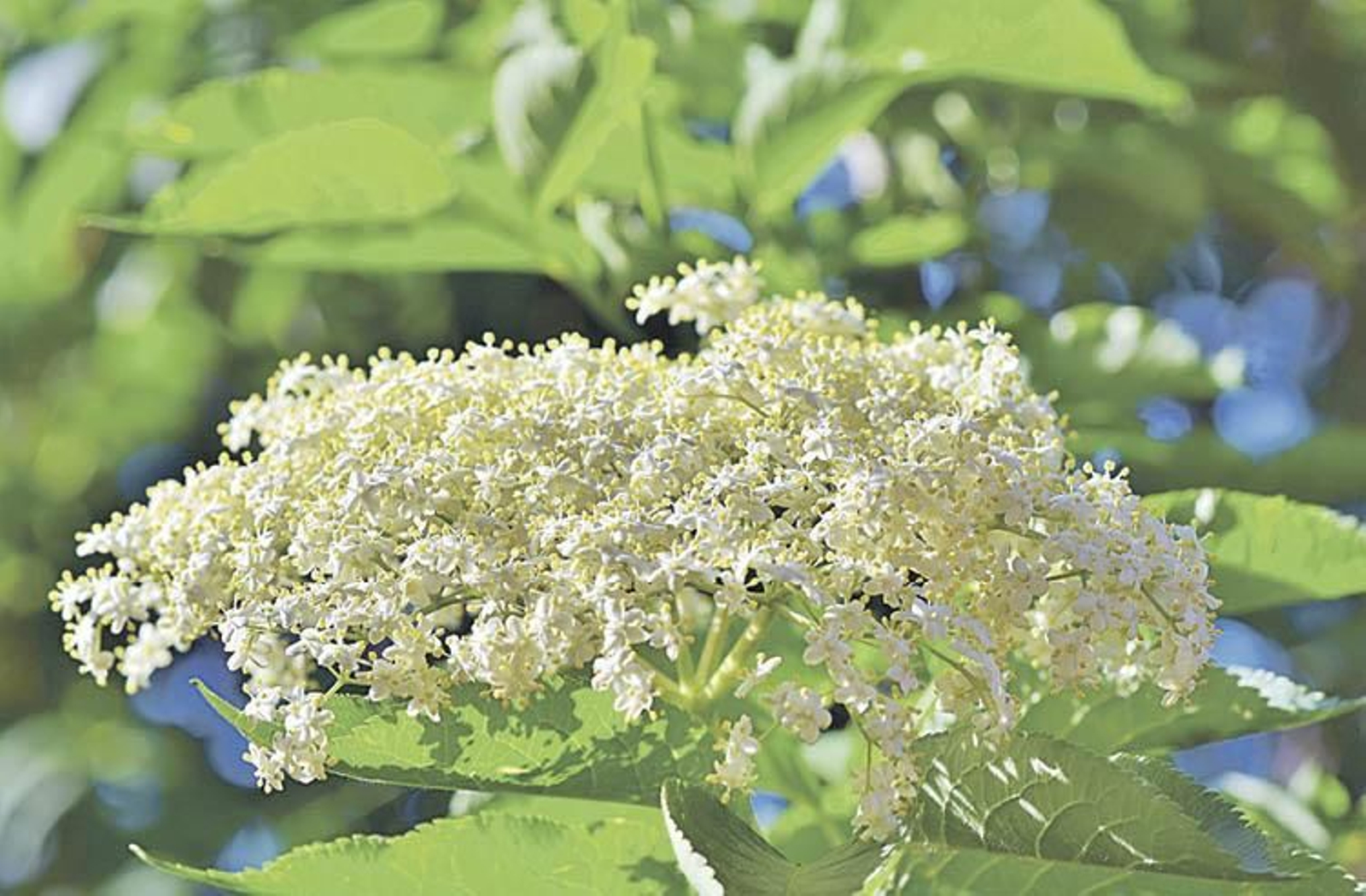 Saúco, sambucus nigra.