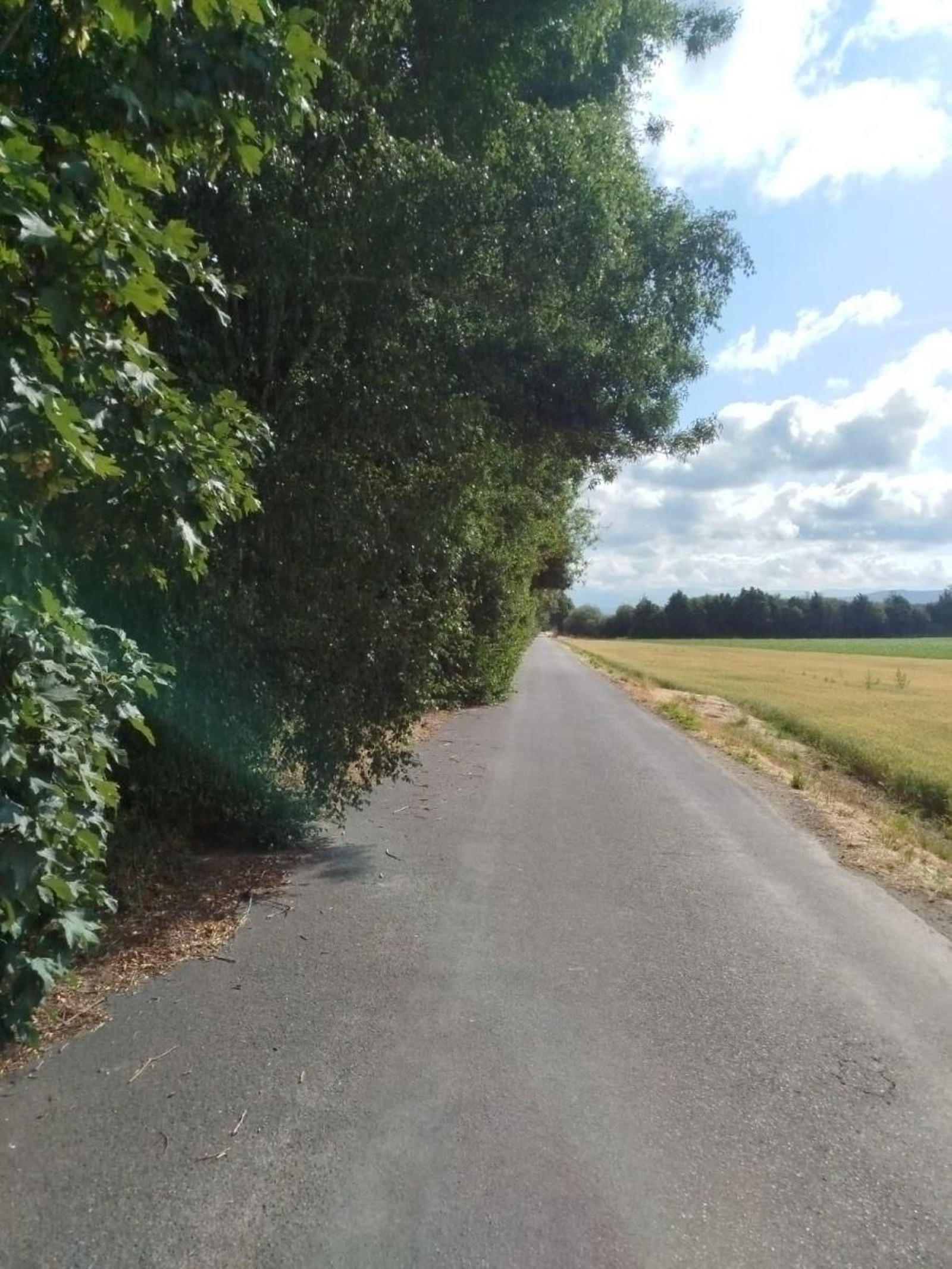 Estado de las pistas secundarias que denuncia la asociación, con vegetación hasta el medio de la carretera