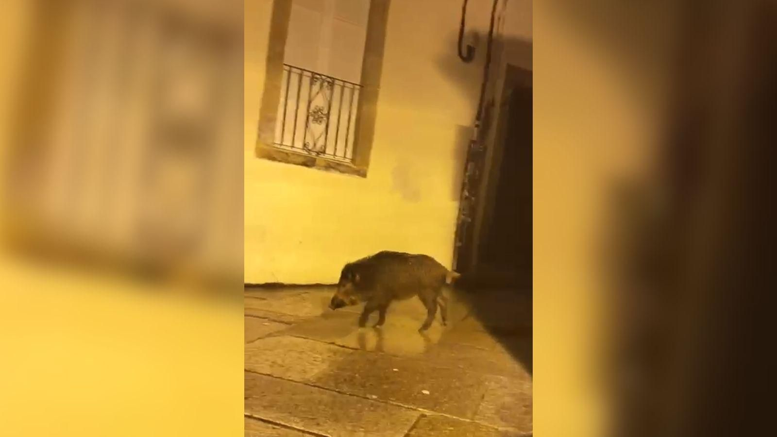 Los jabalíes de paseo por los vinos en Ourense