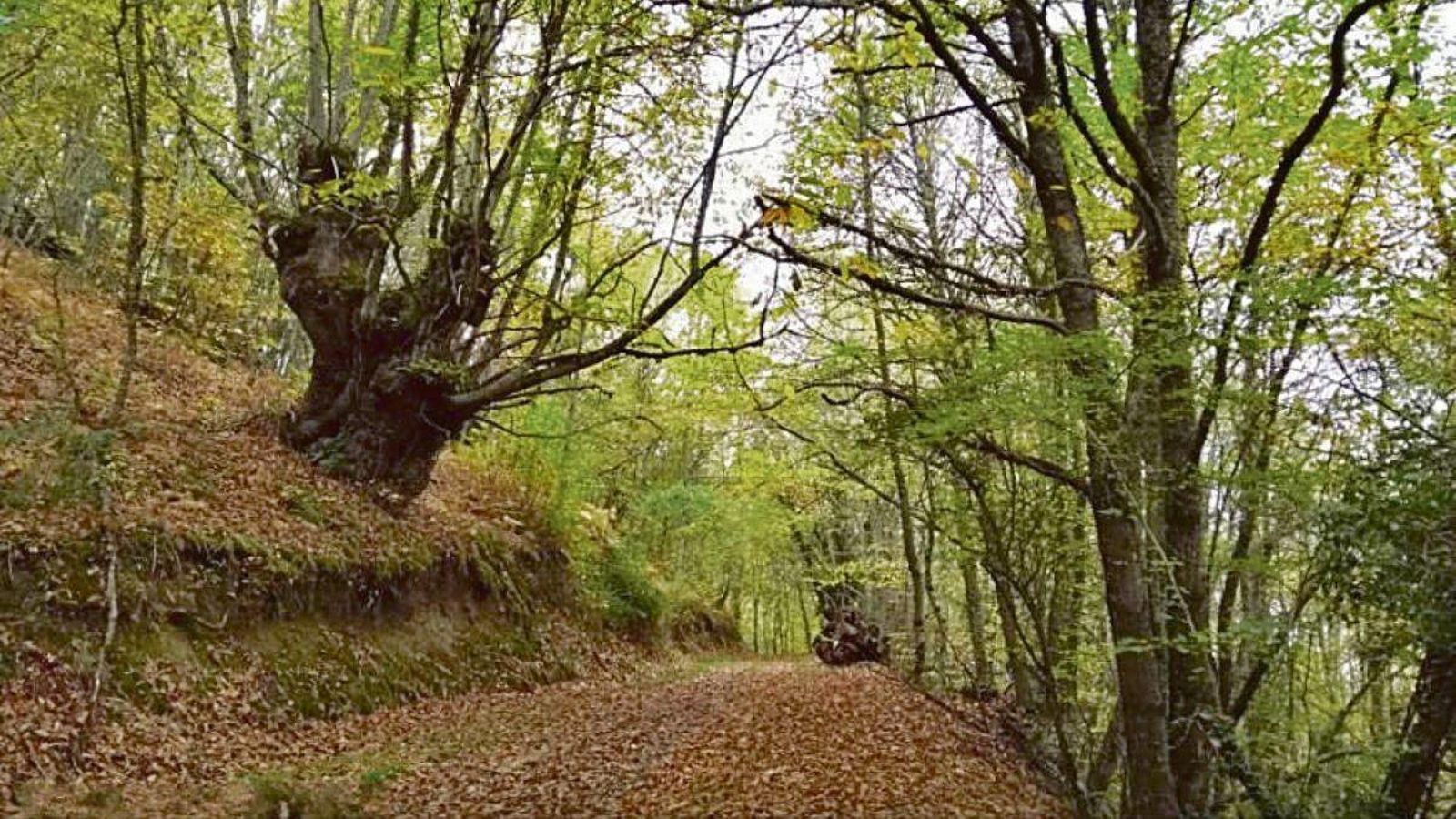 Bosques mágicos en Caldelas