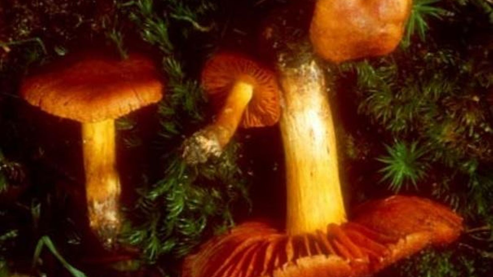 cortinariusorellanus