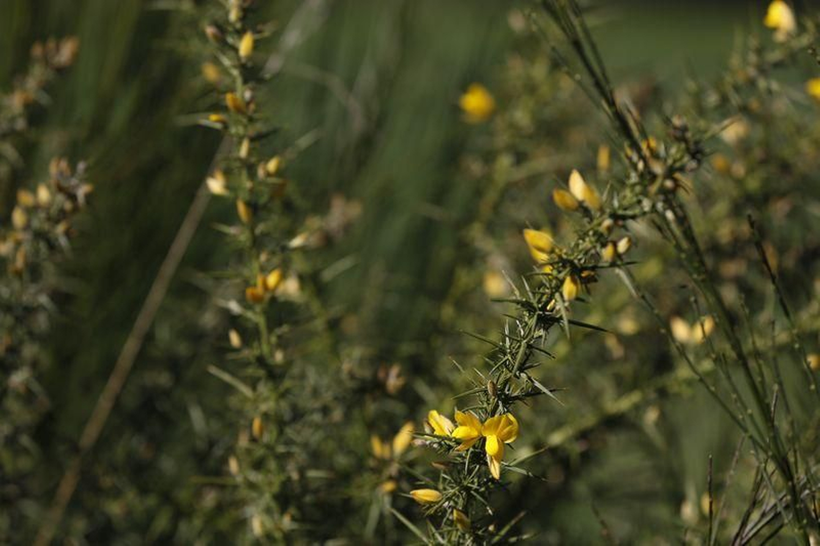 La primavera anticipada provoca la floración de árboles y cultivos // FOTO: XESÚS FARIÑAS