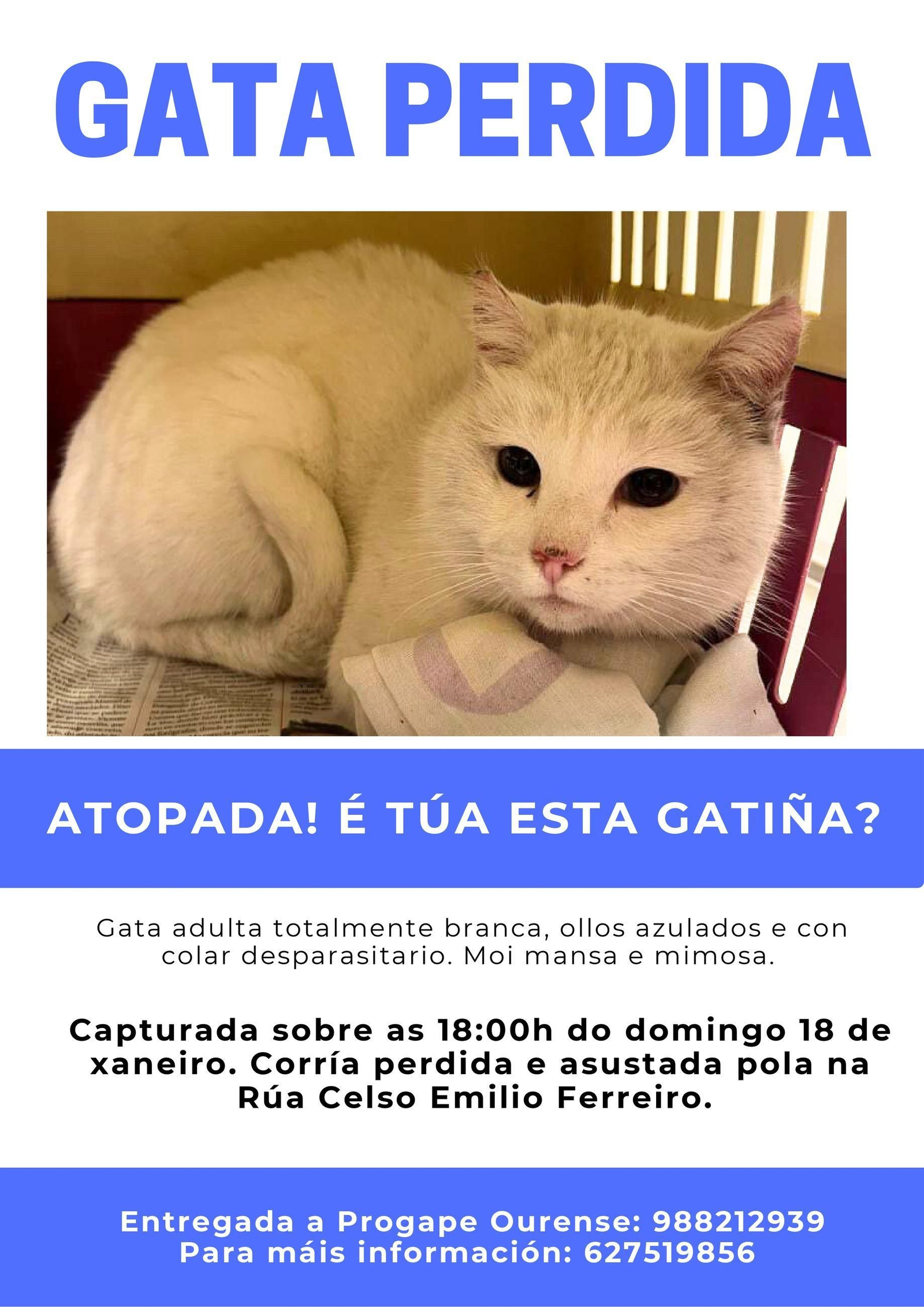 Cartel en el que informan sobre los datos de la gata