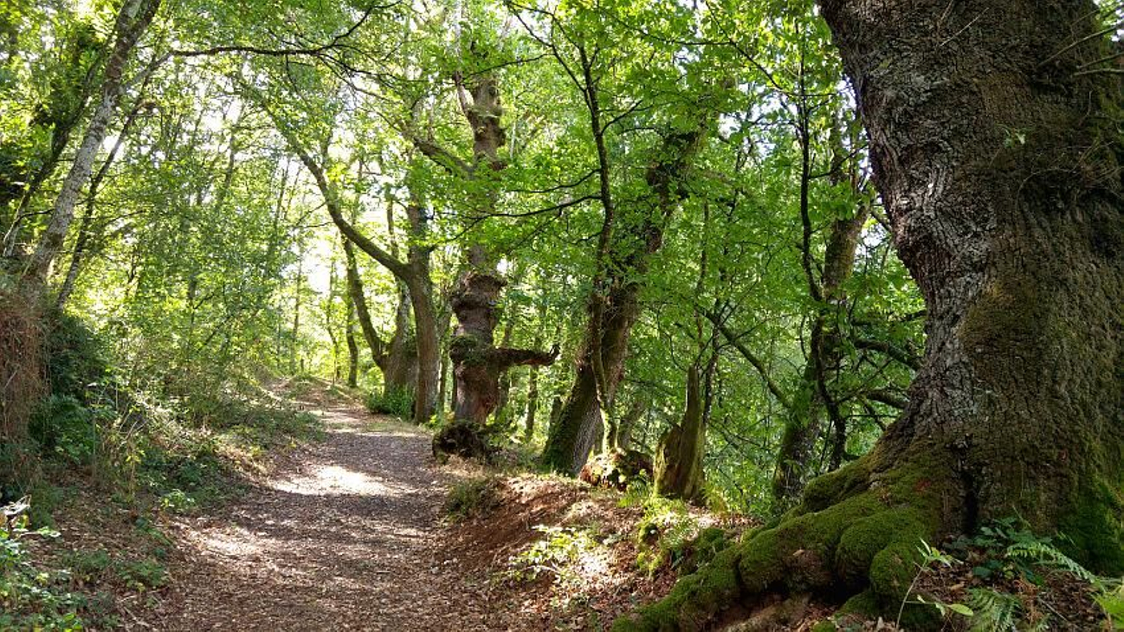 Imagen de un bosque en Lalín