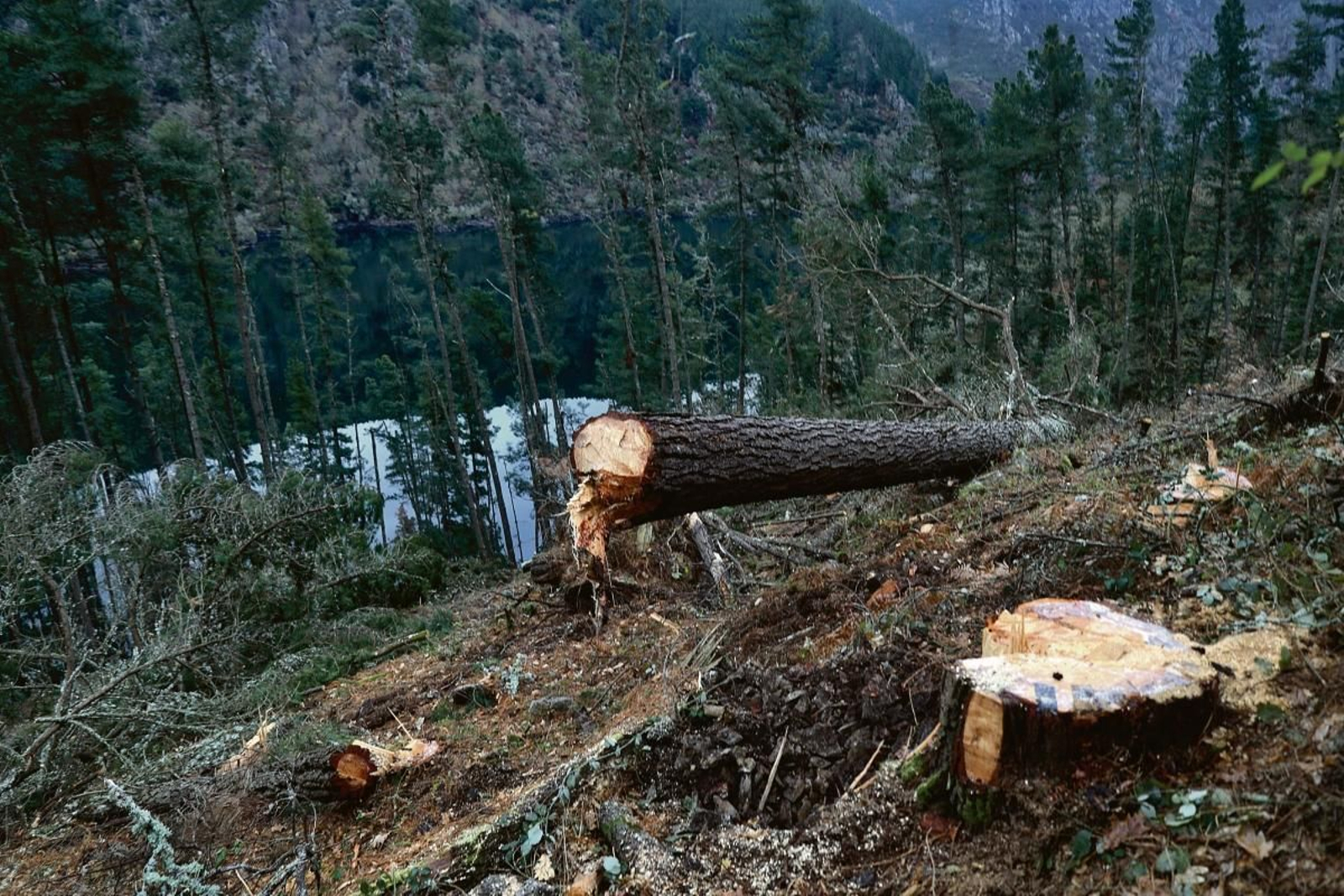 Estado del monte tras la tala de ayer.