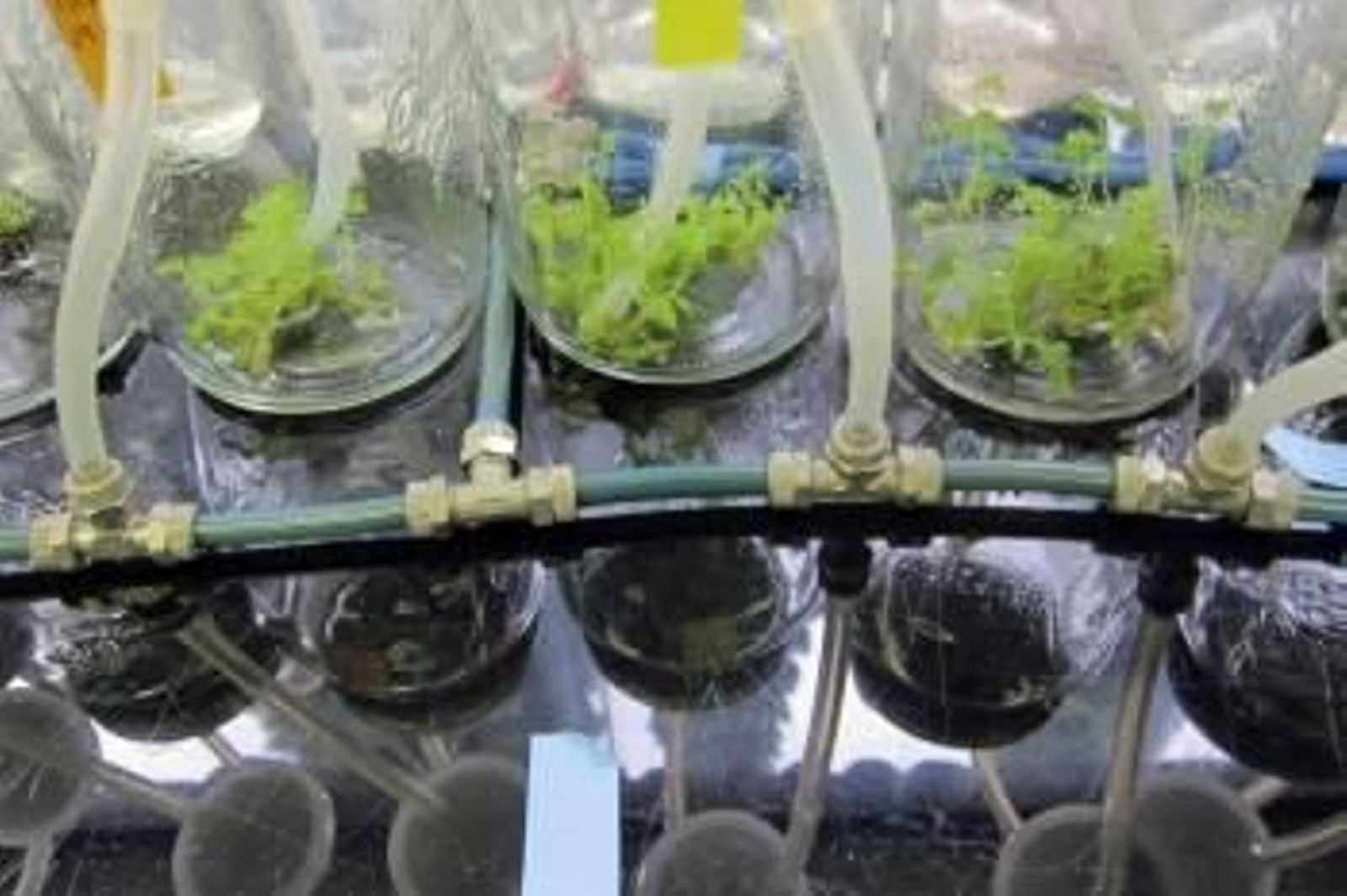 Plantaciones forestales intensivas, síntesis de nuevos fármacos, regeneración de plantas y forestación urbana son algunas de las aplicaciones derivadas de la clonación 'in vitro' de árboles (Foto: EFE)