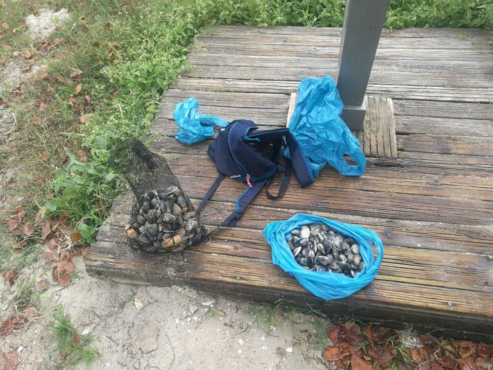 Almejas intervenidas por la Policía Local al furtivo.