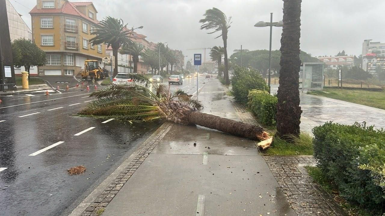 Una palmera caída en el Paseo de Baltar debido al temporal.