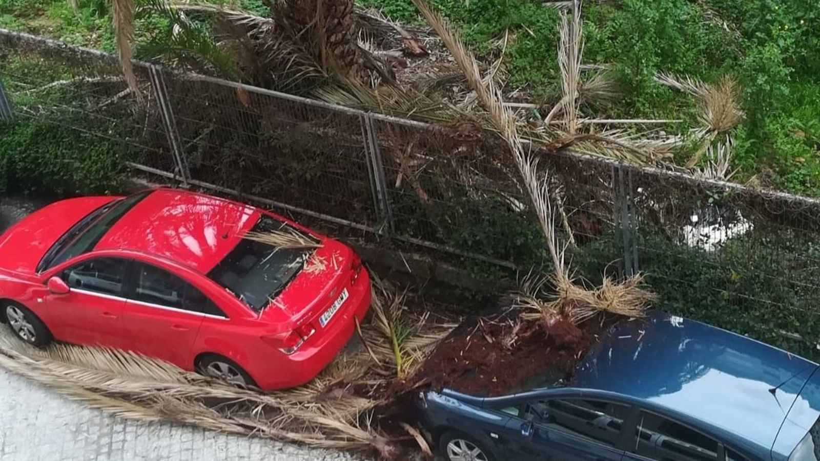 Dos vehículos de Noriega Varela sufren la caída de dos palmeras secas.