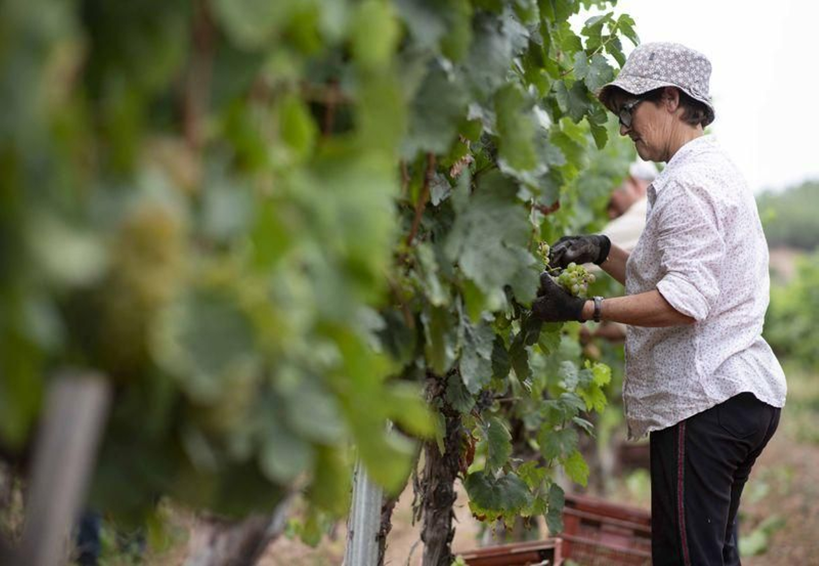 Vendimia en la bodega Pazos de Tapias, en Verín (XESÚS FARIÑAS)