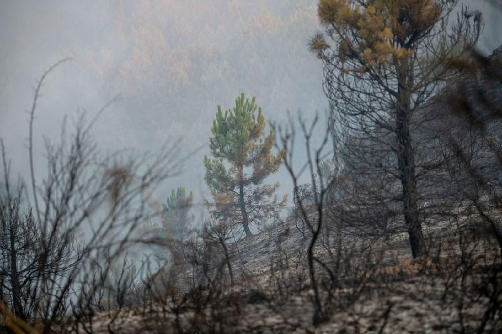 Las llamas calcinaron una superficie de 200 hectáreas // FOTO: Óscar Pinal