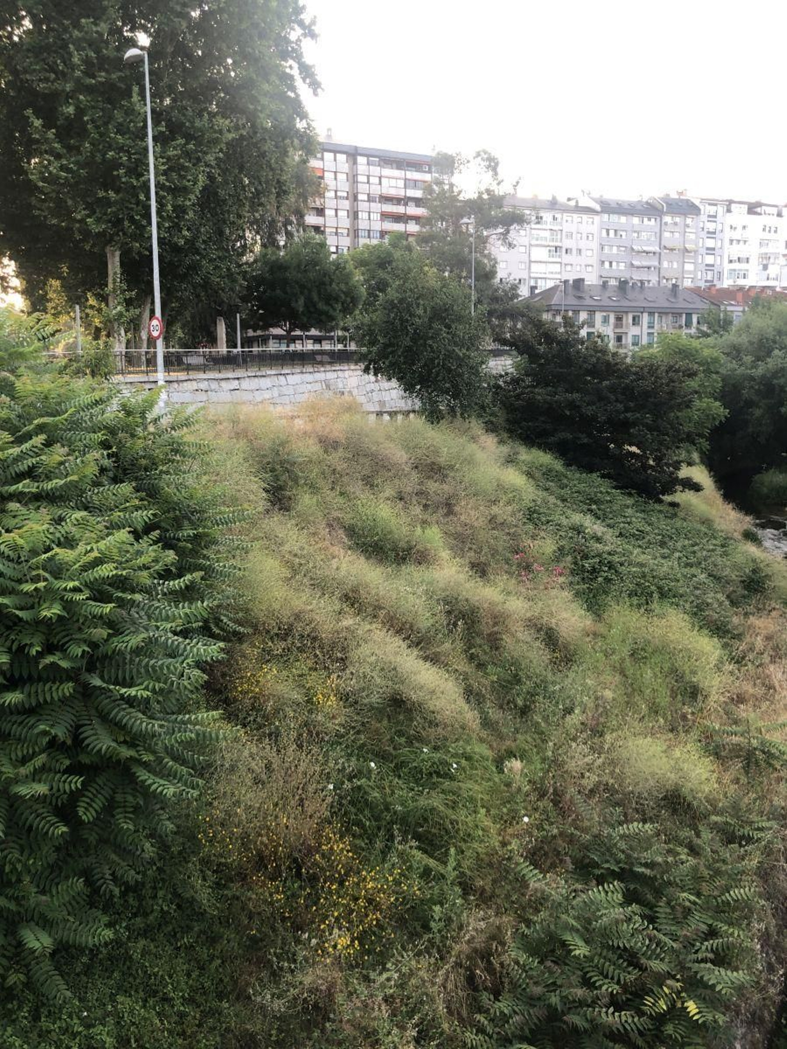 Maleza en el Barbaña.