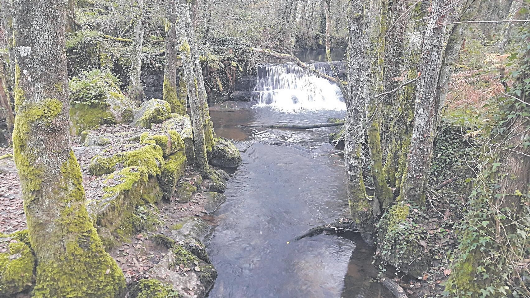 El rio de Pontón tiene parajes como éste, de cascadas, presas, pontellas entre el denso arbolado de alisos, que, a medida que avanza va perdiendo masa forestal porque cualquier ribereño desaprensivo provisto de sierra mecánica se encargará de abatirlos.