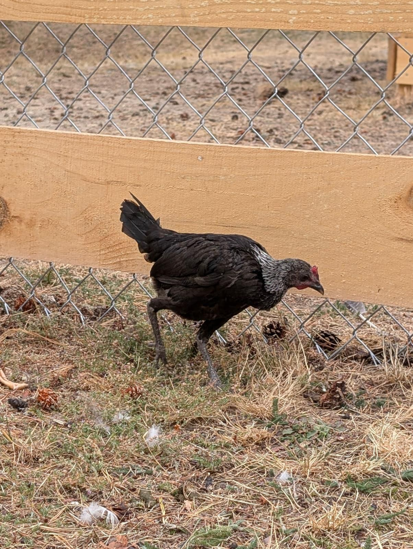 Galería | Gallinas, pavos reales y cabras enanas: los peculiares compañeros de la granja escuela de Manzaneda