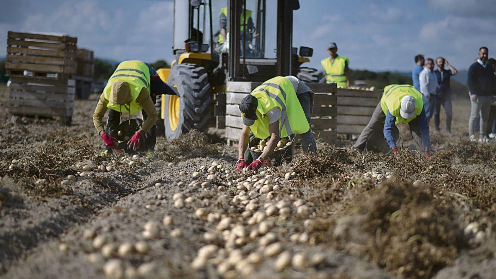 Trabajadores recogiendo patatas en la comarca de A Limia.
