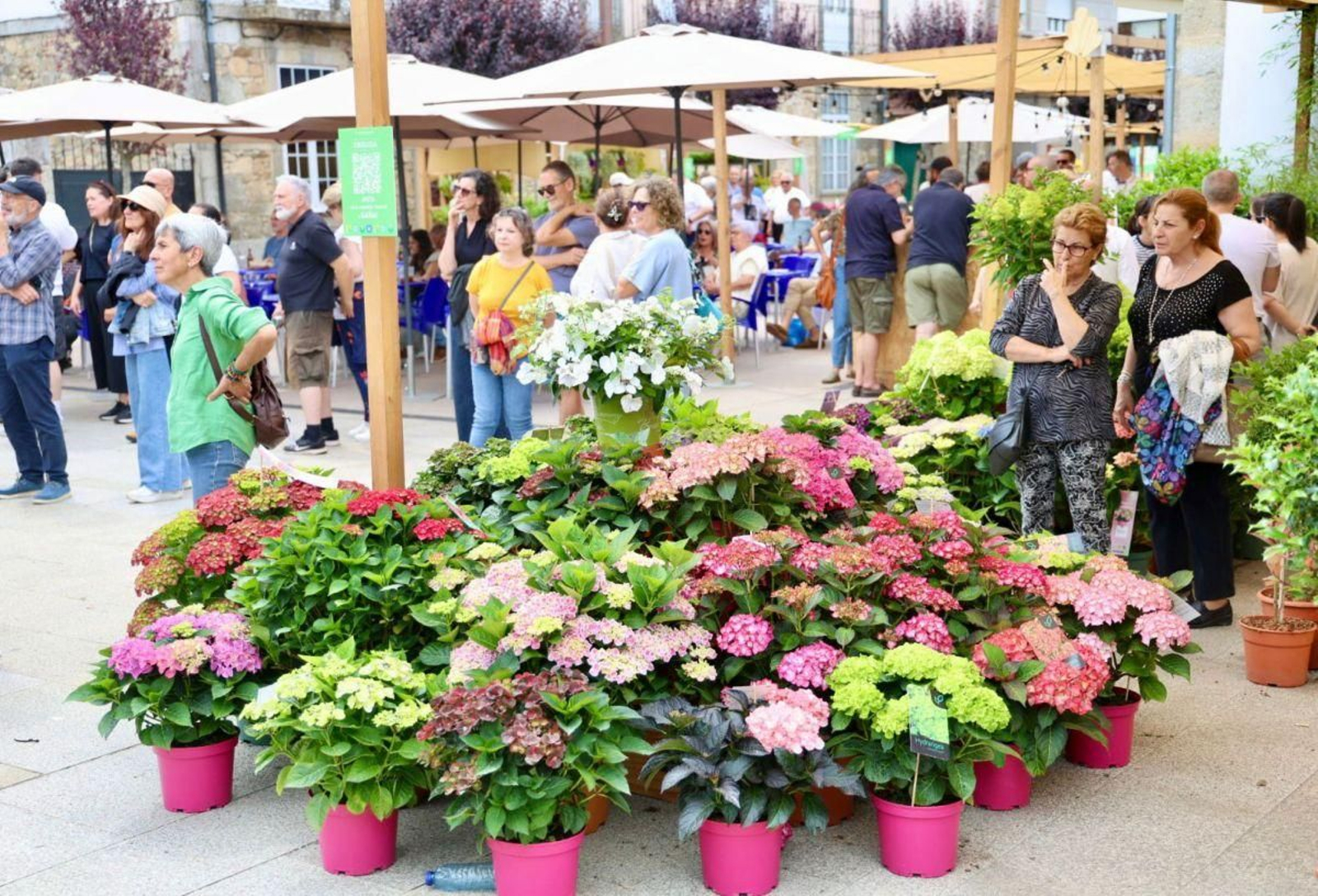 La plaza goianesa Pintor Antonio Fernández se convirtió en un gran escaparate al aire libre de plantas y flores en esta edición de la feria.