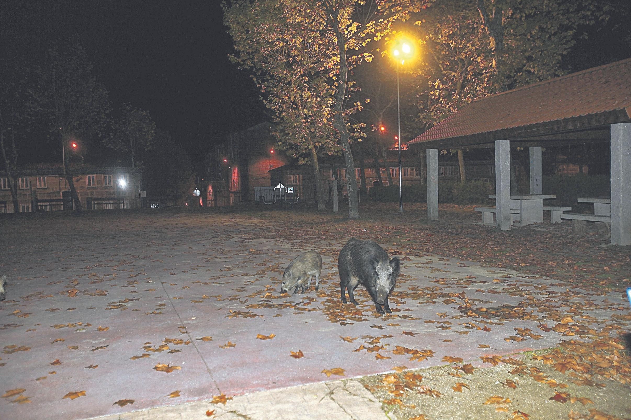 Un jabalí y su cría, en el parque de Covadonga. (MIGUEL ÁNGEL)