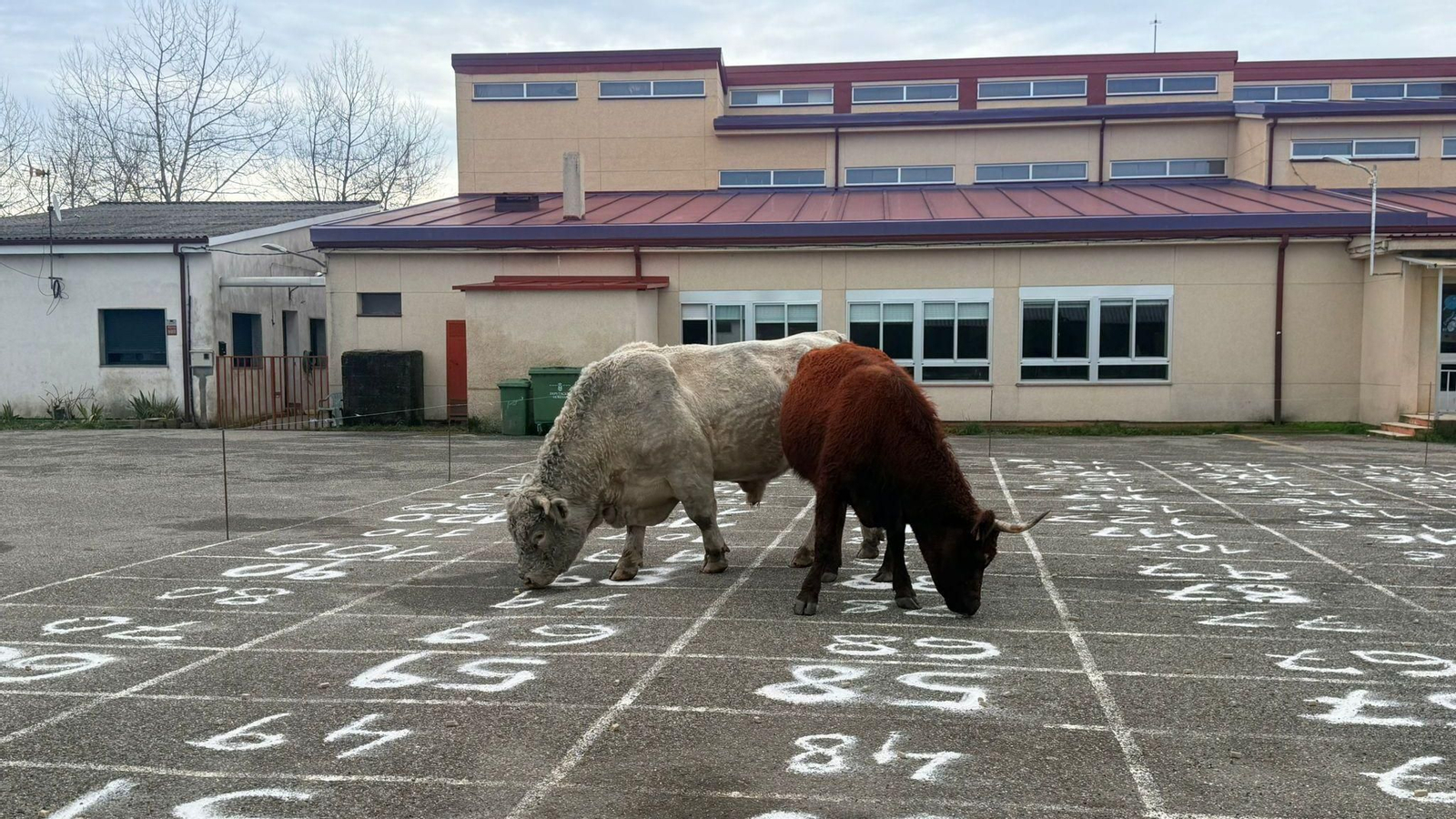 Marela y su caca temprana reparte 1.000 euros en A Mezquita