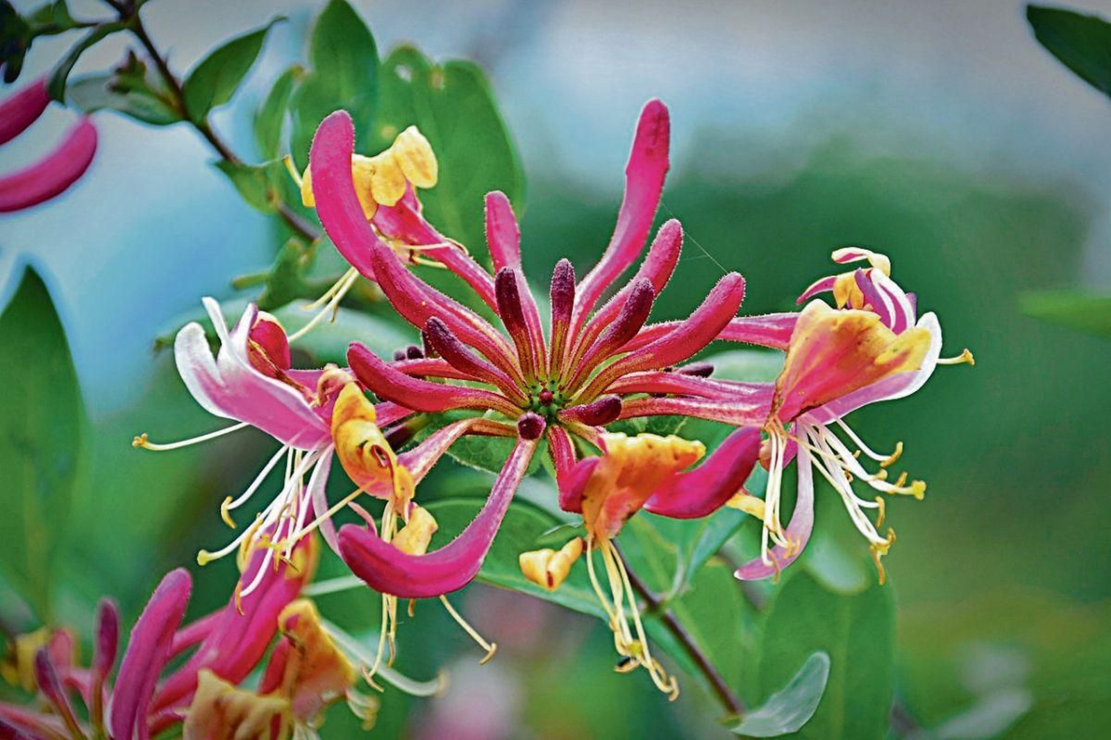 Una espectacular y bella flor de madreselva.