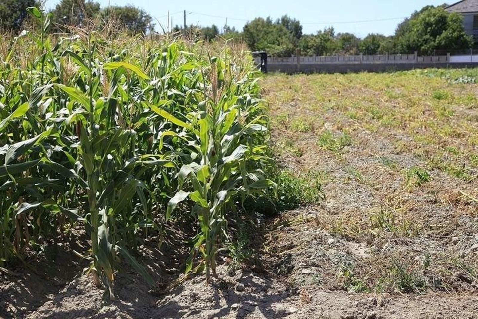 Un campo de cultivo en A Limia, ayer. (M. ÁNGEL)