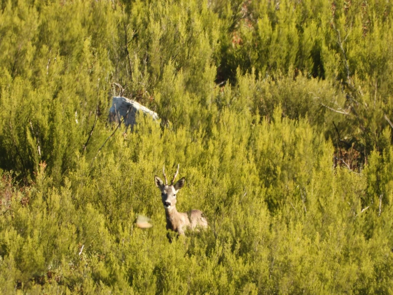 Galería | Así suena el otoño en Ourense: la berrea llena de sonidos las montañas