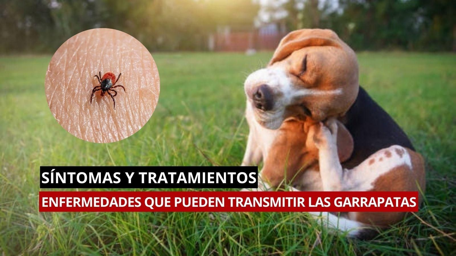 Descubre todas las enfermedades que puede transmitir una garrapata y entérate de cómo prevenirlas y curarlas.