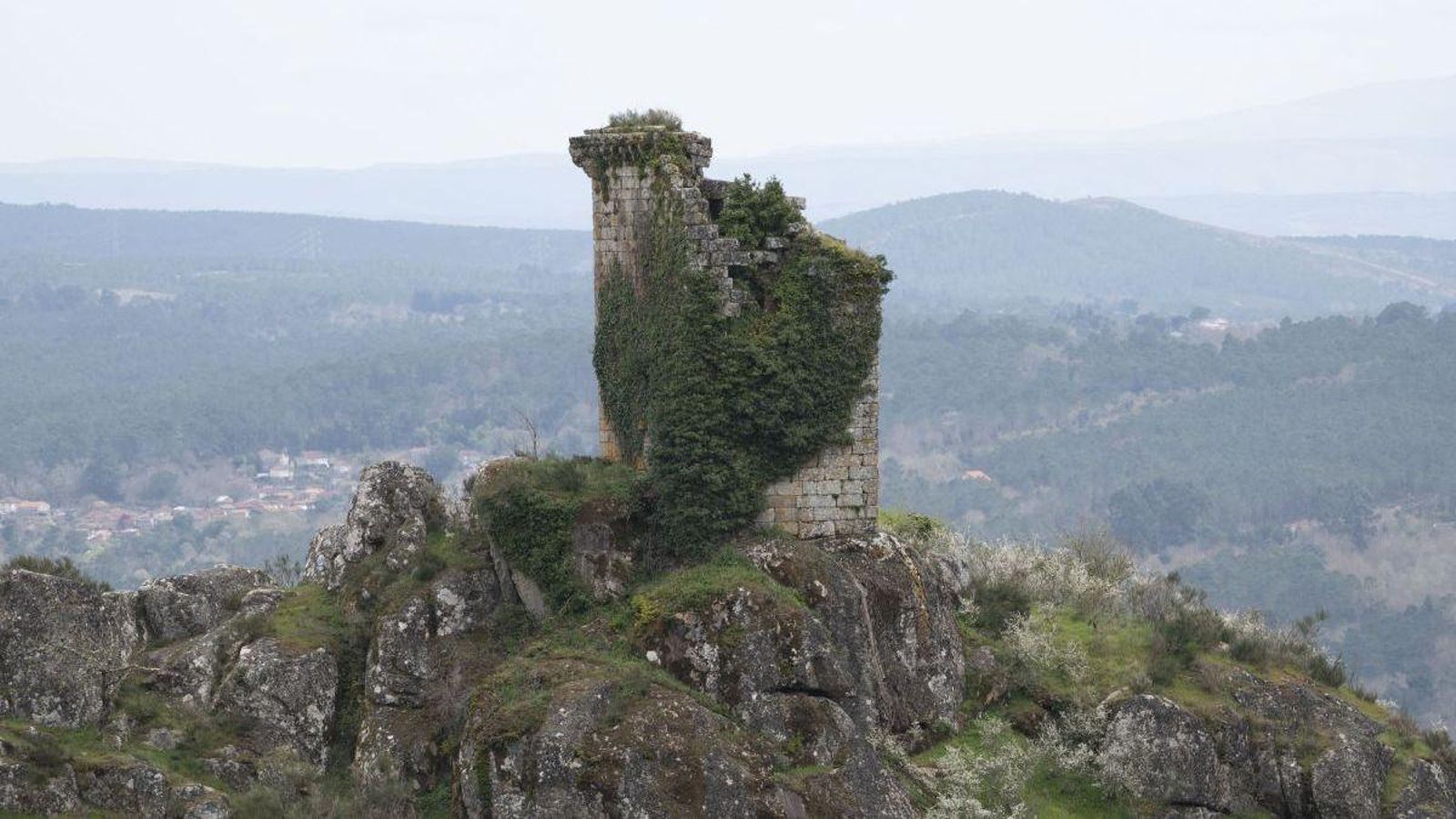 La torre de Sande se agrieta por el abrazo de una hiedra.