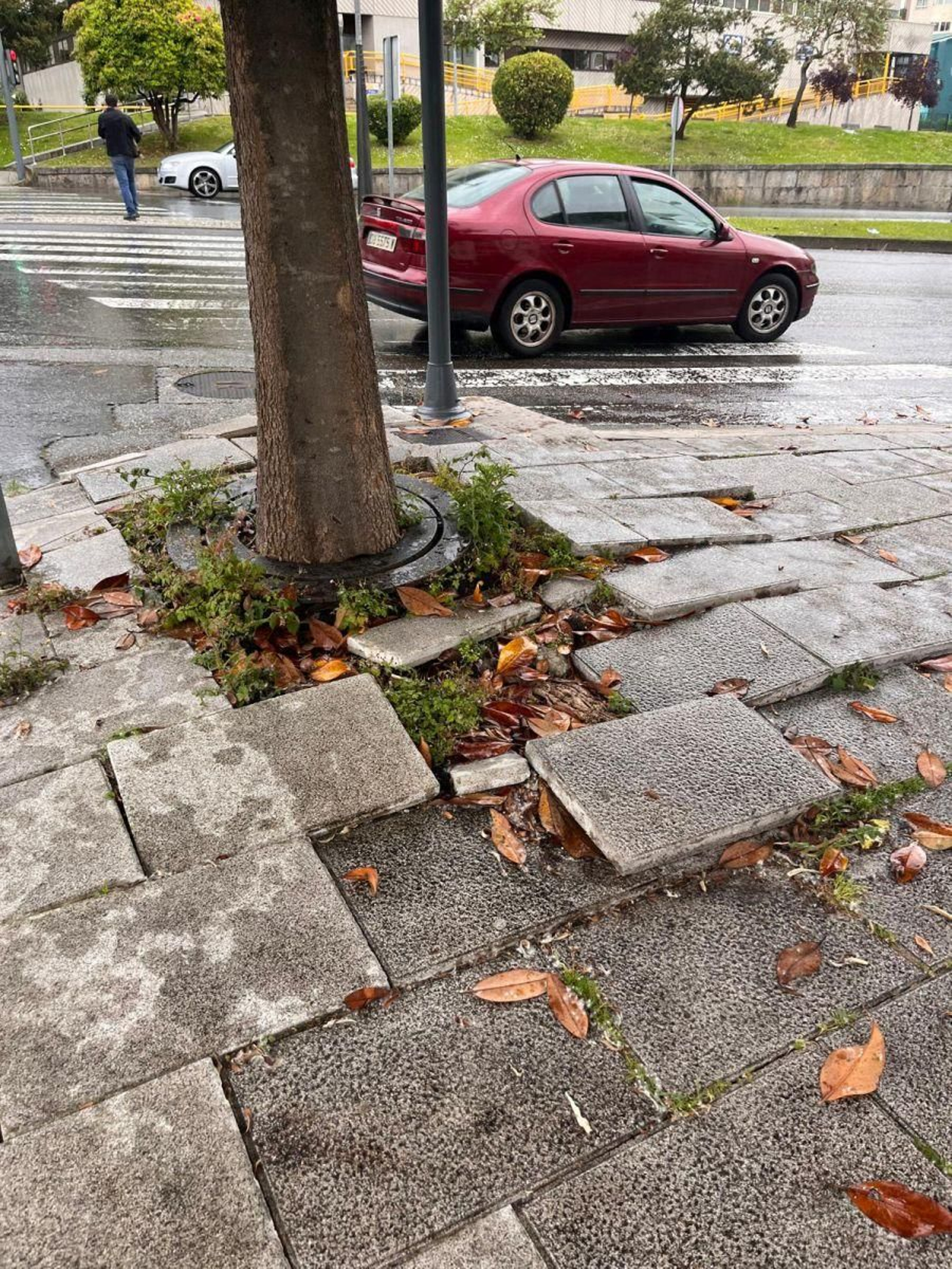 Raíces en la calzada