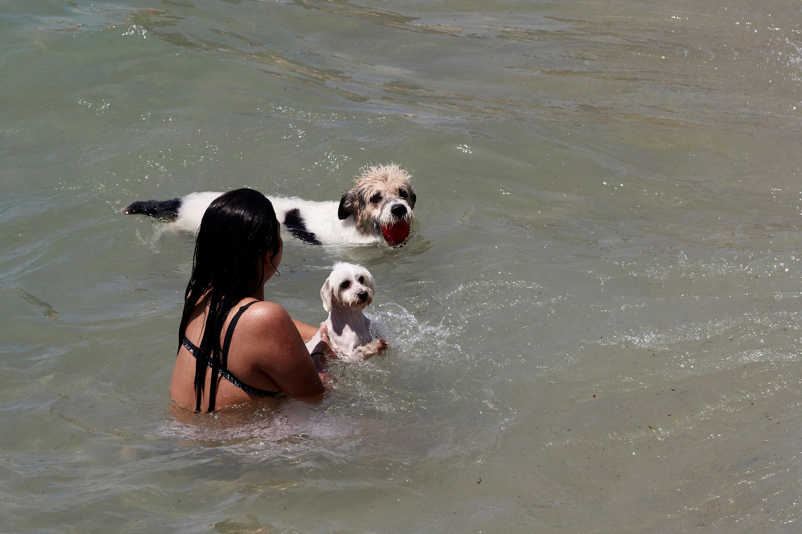 Una mujer se baña con sus dos mascotas en el mar.