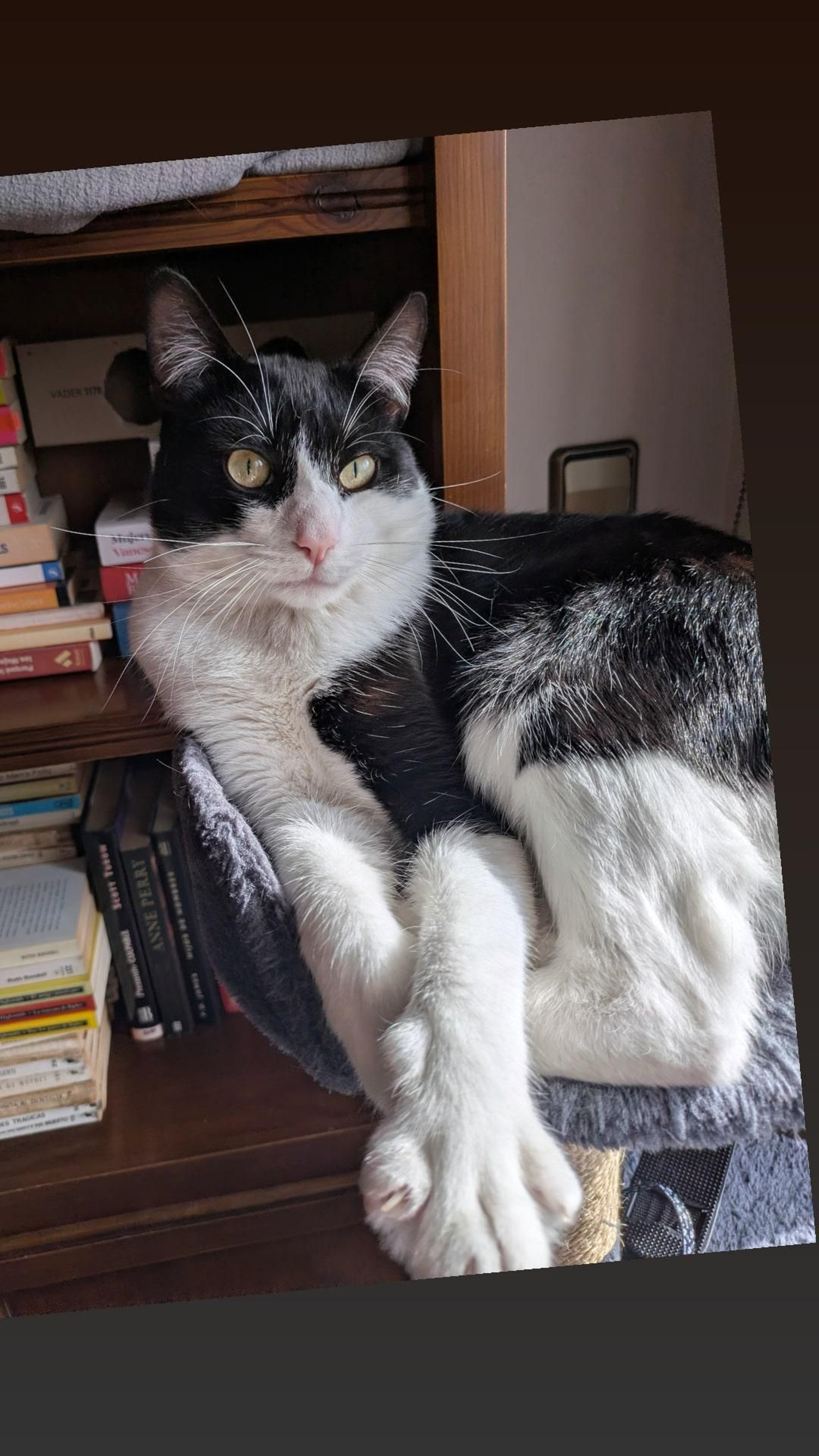 Klaus