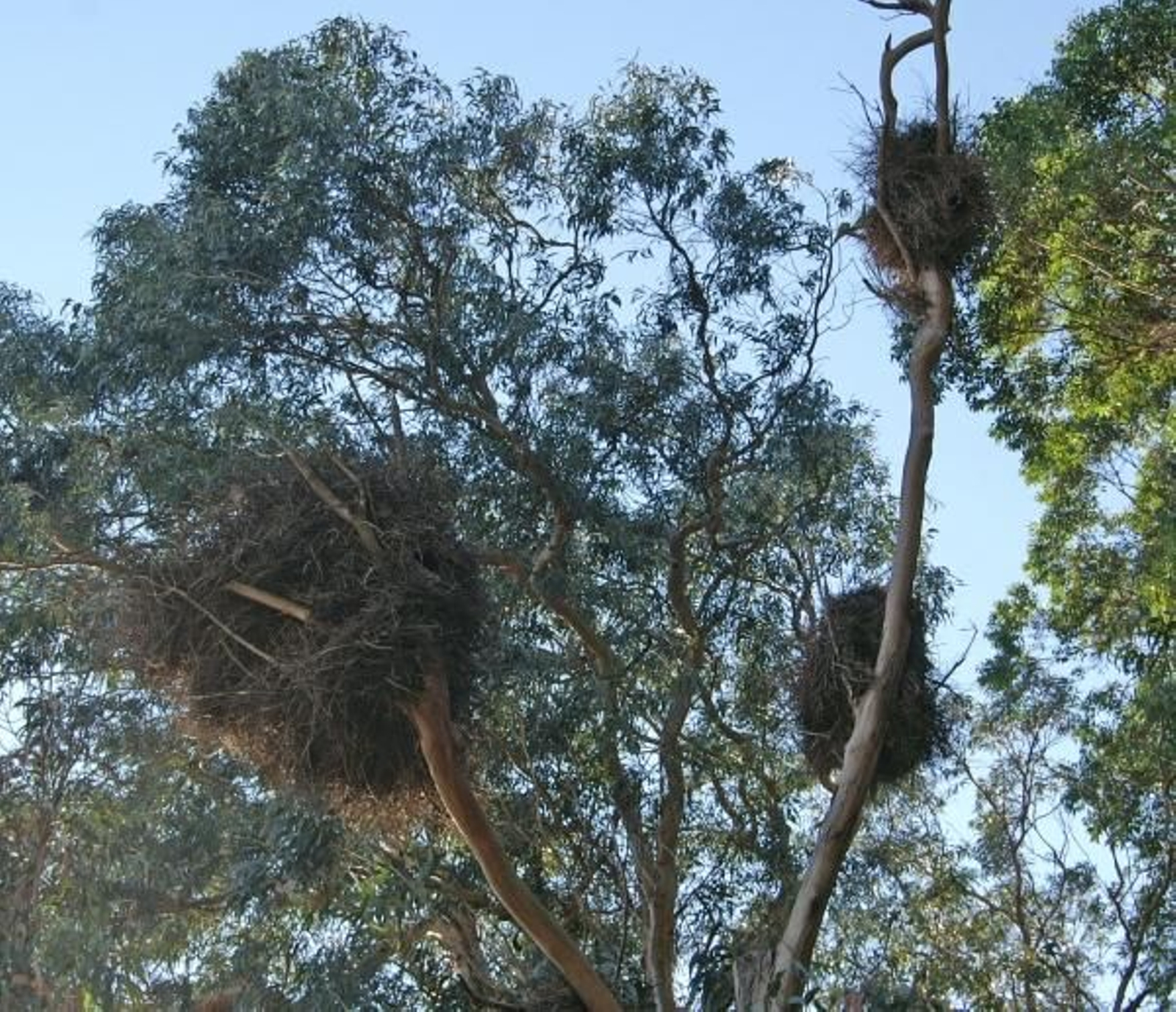 Nidos gigantes en eucaliptos de la especie cotorra de Kramer en la finca de Mirambell.