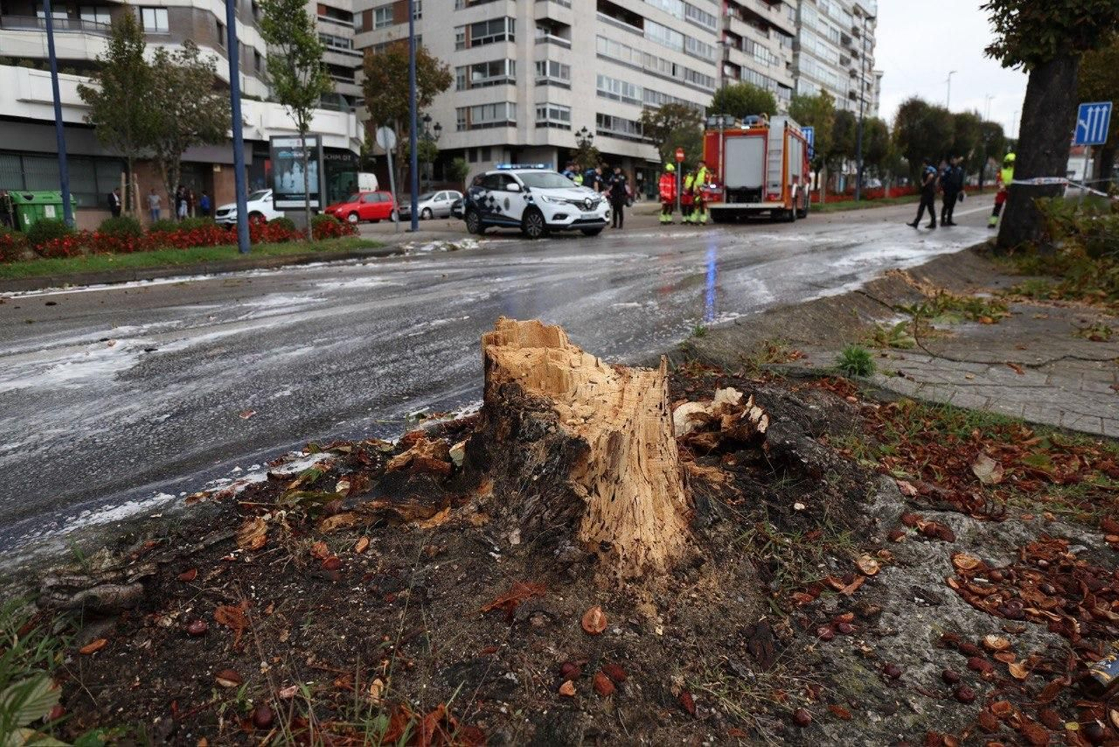 El árbol que cayó en Gran Vía y produjo un accidente. // Alberte