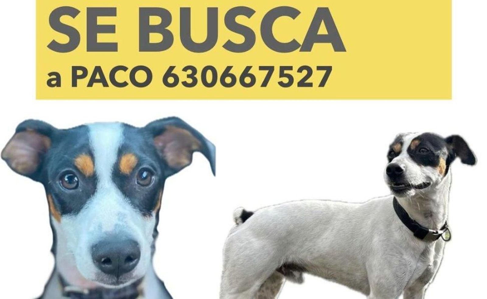 Paco, el perro perdido en Vigo. // Instagram