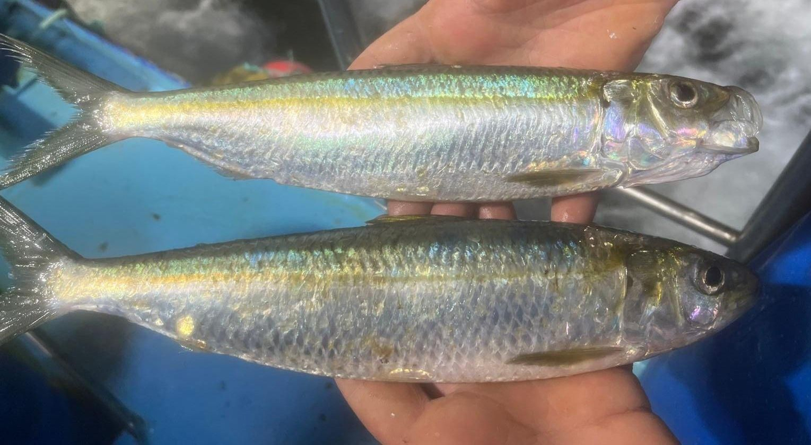 Ejemplares de alacha -- Sardinella aurita --, documentados por primera vez en Galicia.