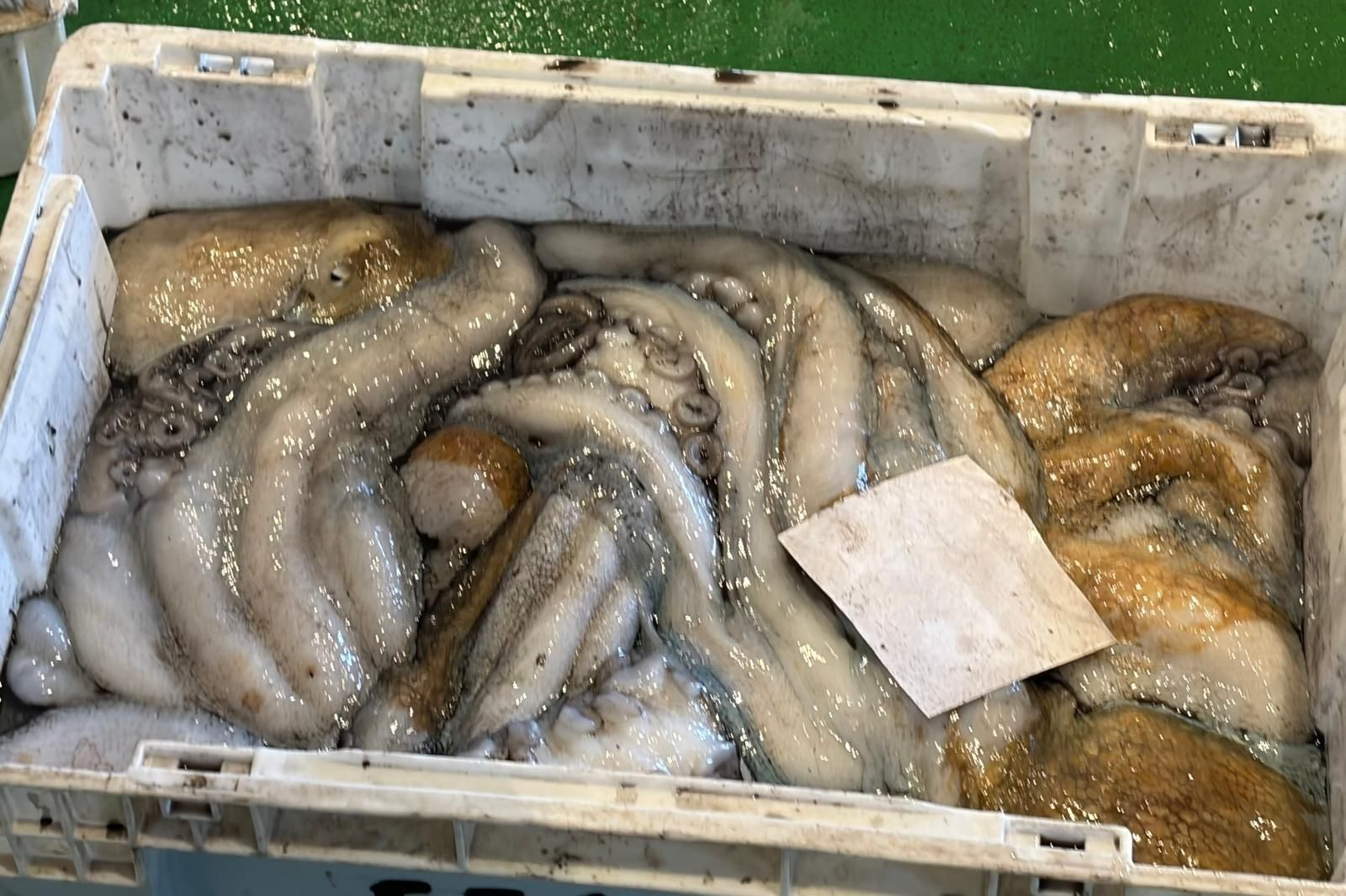 Caja con pulpo.