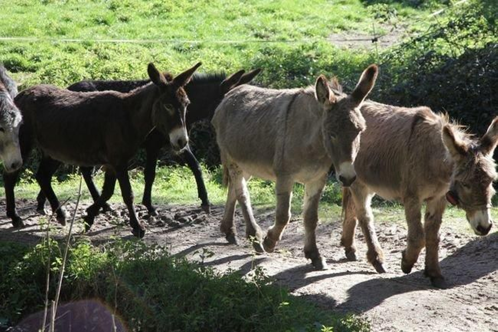 Los burros alaricanos