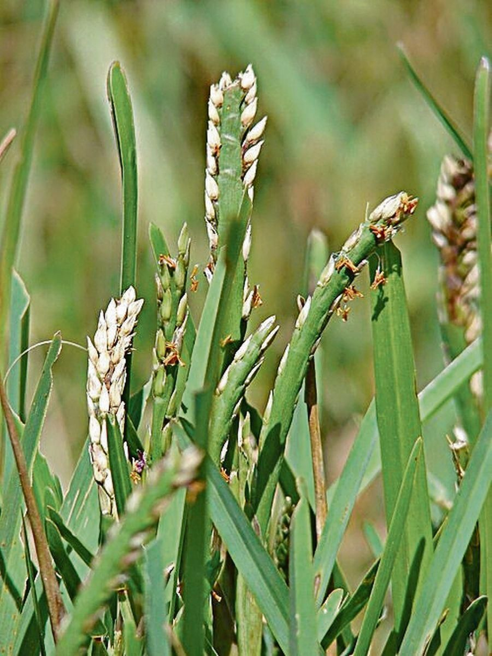 Detalle de Stenotaphrum secundatum.