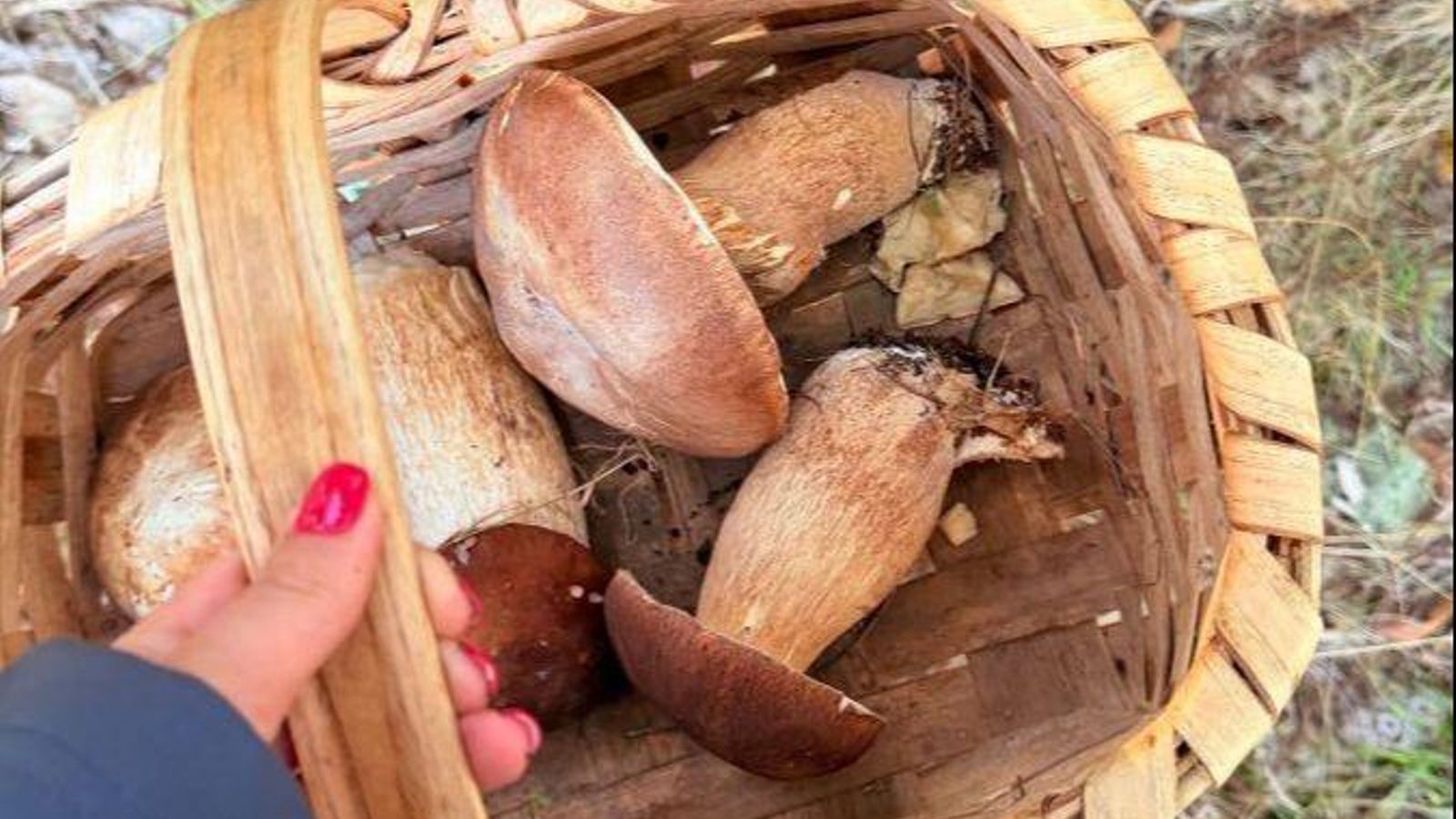 Una cesta con boletus edulis recogidos en Viana esta semana.