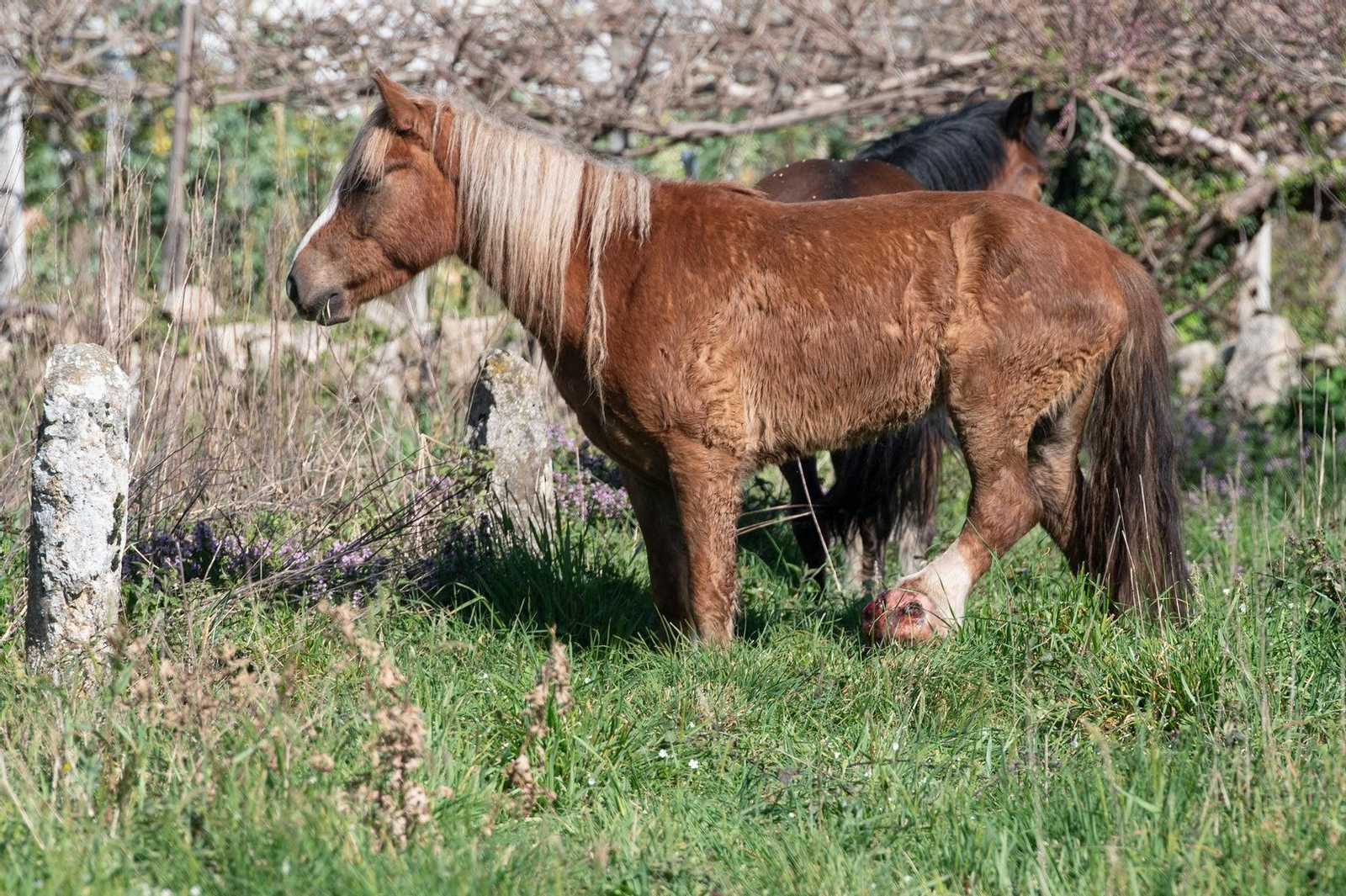 La herida de Tina antes de la intervención de Pablo Teijeiro estaba muy inflamada.