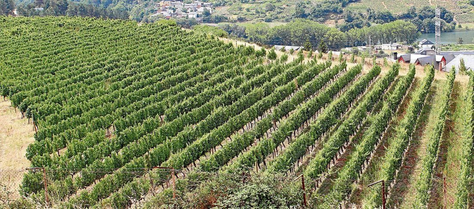 Viñedos en Valdeorras. (Archivo)