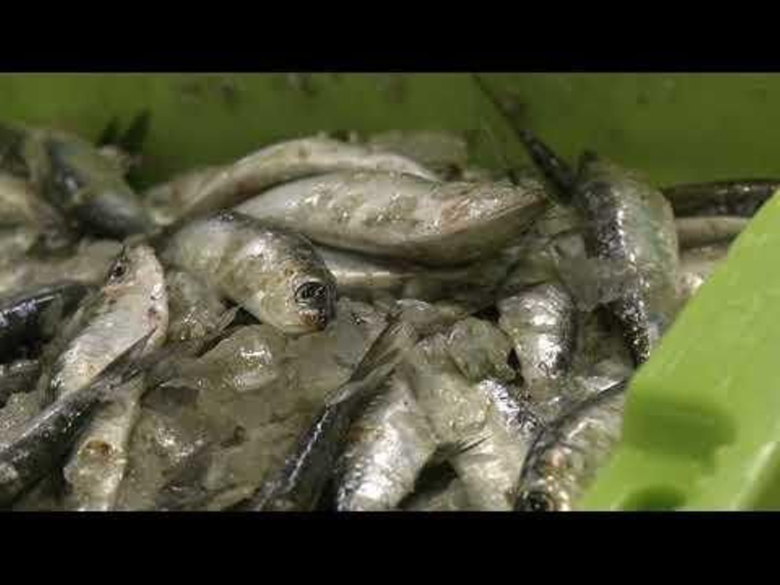 Reportaje venta de sardinas y churrasco para el San Juan en la Praza de Abastos 23.06.23