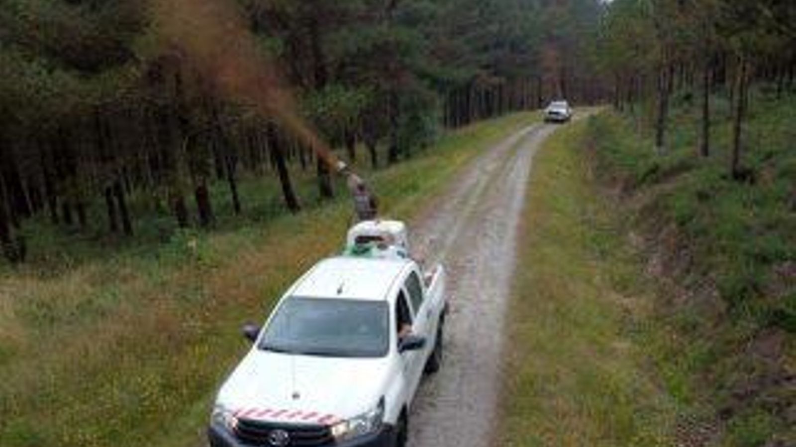 Fumigando pinares en Lugo.