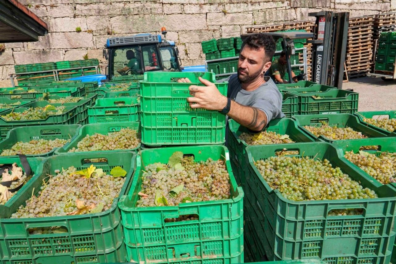 Galería | El calor adelanta la vendimia en las Rías Baixas